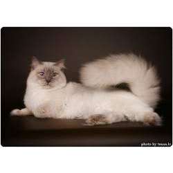 Рэгдолл (Ragdoll)