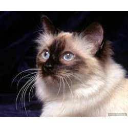 Священная бирма