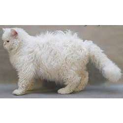 Селкирк рекс (Selkirk Rex, «Кошка-овца»)