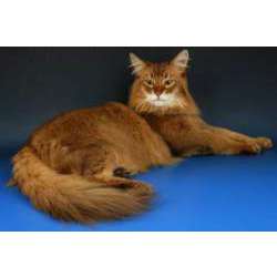 Сомали (Somali Cat)
