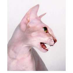 Петербургский сфинкс (Петерболд)