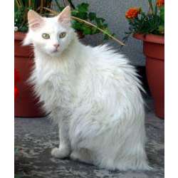 Турецкая ангора (Turkish Angora)