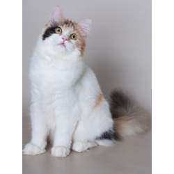 Хайленд фолд (Highland Fold)