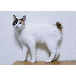 Японский бобтейл