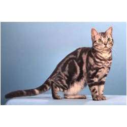 Американская короткошёрстная