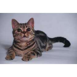 Американская жесткошёрстная кошка (Проволочношерстная кошка)