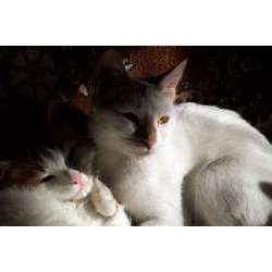 Анатолийская кошка (Турецкая короткошерстная )