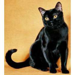 Бомбейская