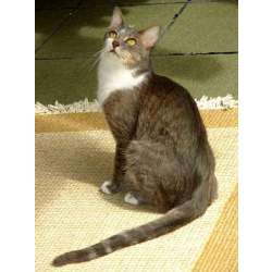 Бразильская короткошёрстная