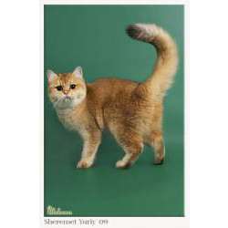 Британская короткошёрстная