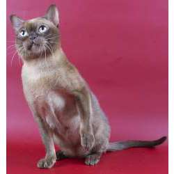 Бурманская