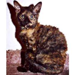 Герман рекс