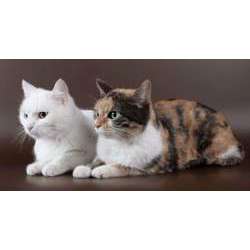 Европейская короткошерстная (кельтская)