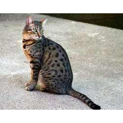 Египетский мау (Egyptian Mau)