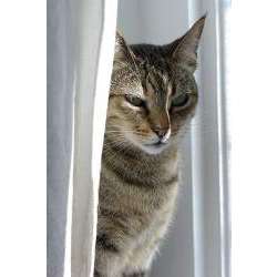 Канаани (Ханаани)