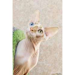 Канадский сфинкс