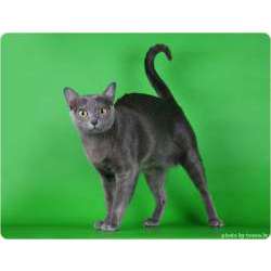 Корат (Si-souvat или Приносящая счастье)