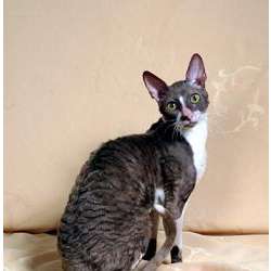 Корниш рекс