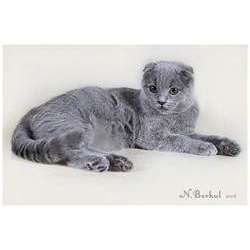 Шотландская вислоухая (Скоттиш фолд)