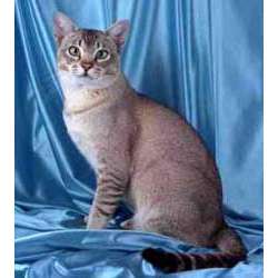 Сингапурская