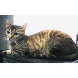 Цейлонская