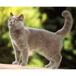 Шартрез (Картезианская кошка)