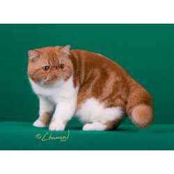 Экзотическая короткошерстная