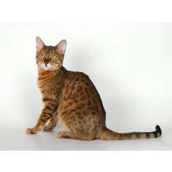 Бенгальская кошка (домашняя)
