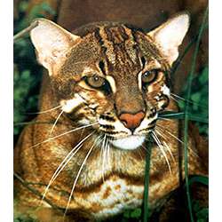 Азиатская (золотистая) дымчатая кошка