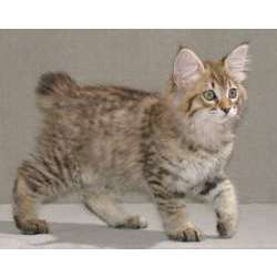 Американский бобтейл