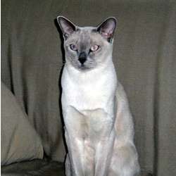 Тонкинская (Tonkinese)