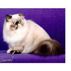 Гималайская (длинношерстный колорпойнт)