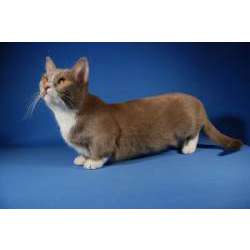 Манчкин (кошка-такса)