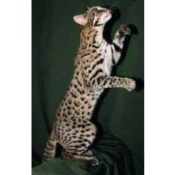 Сафари (Safari)