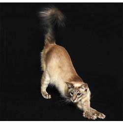 Яванская (Яванез)