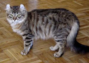 Американский кёрл (American curl) - 