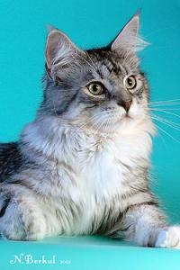 Мейн-кун (Maine Coon) - 