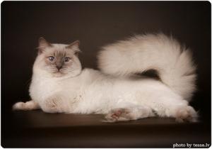 Рэгдолл (Ragdoll) - 