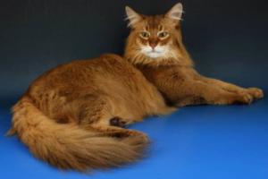 Сомали (Somali Cat) - 