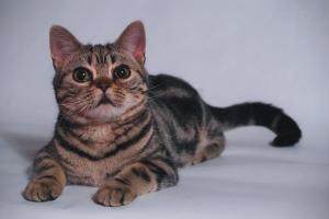Американская жесткошёрстная кошка (Проволочношерстная кошка) - 