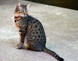 Египетский мау (Egyptian Mau) - 