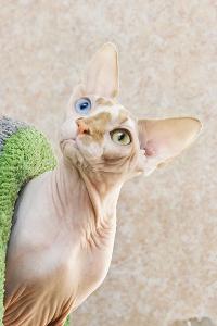 Канадский сфинкс: фото кошки, цена, описание породы, характер, видео, питомники
