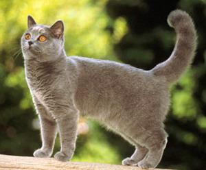 Шартрез (Картезианская кошка) - 