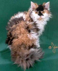 Богемский (чешский) рекс (Czech Curly Cat или Bohemia Rex) - 