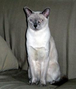 Тонкинская (Tonkinese) - 