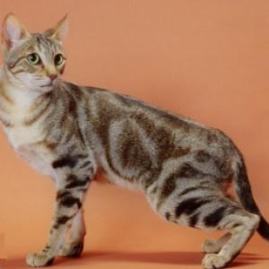 Соукок (Кенийская лесная кошка) - 