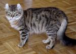 Американский кёрл (American curl)