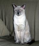 Тонкинская (Tonkinese)