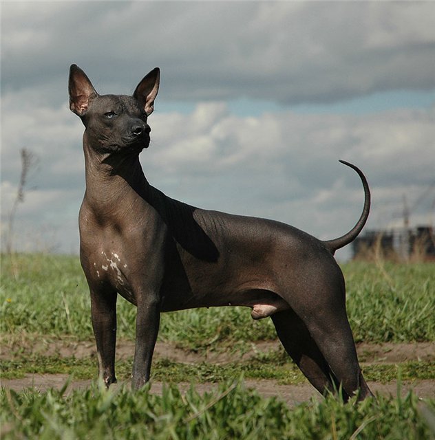 Перуанская голая собака: стандарты, уход и здоровье породы