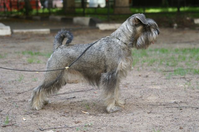 Собака Цвергшнауцер Фото Цена